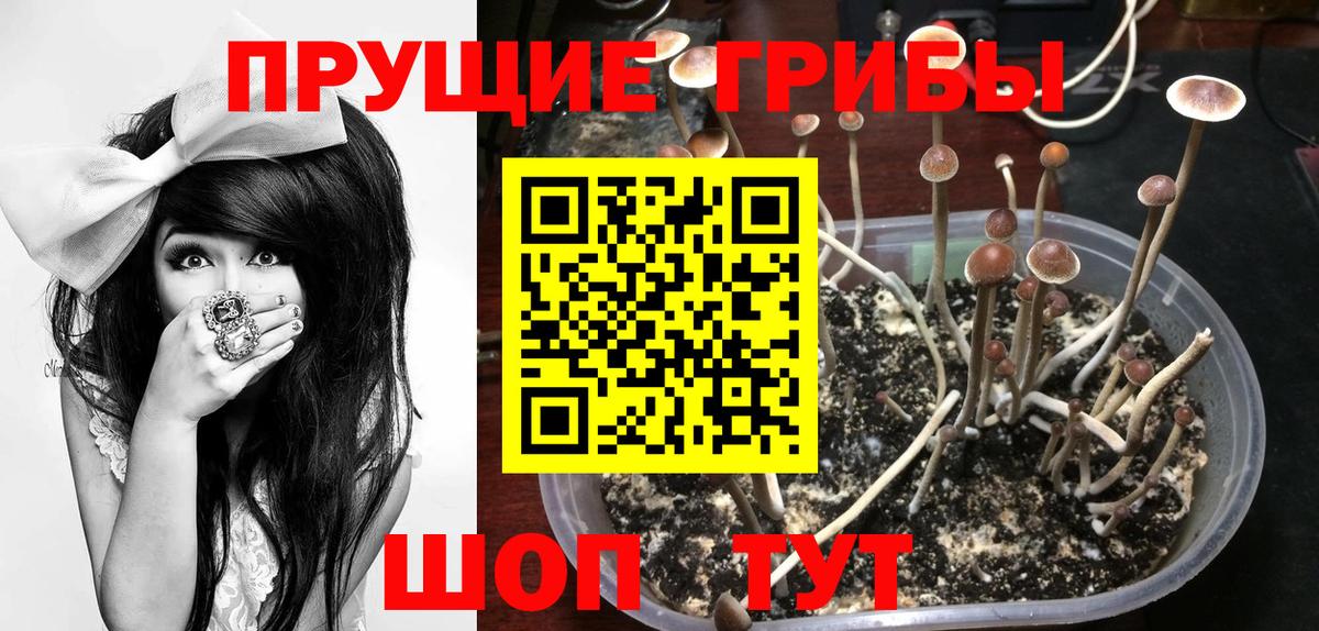 Галлюциногенные грибы Psilocybine cubensis Ессентуки